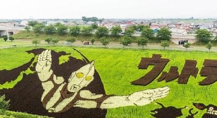 岛国人民真会玩,青森老农农田神还原漫画插图5 膜拜!11区青森老农农田神还原漫画