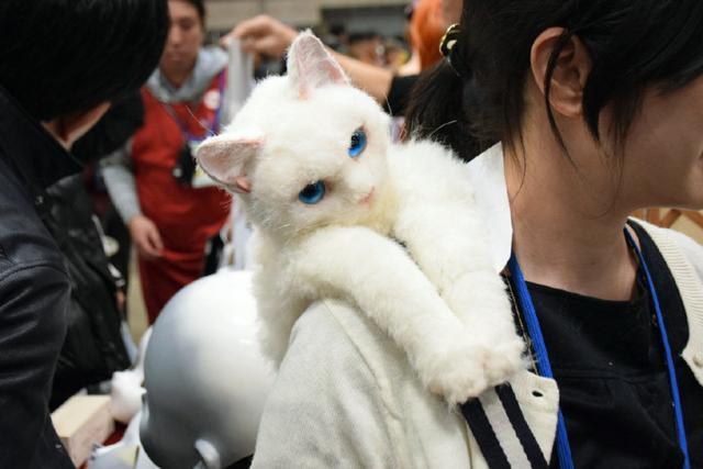 背着猫咪白狐去漫展 可拯救二次元大龄青年
