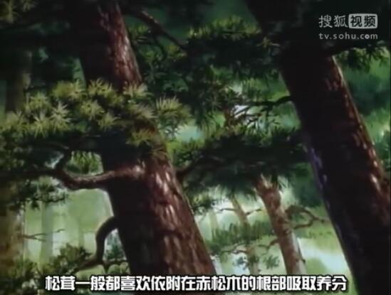 《名侦探柯南》小知识系列02，野外探险篇插图6